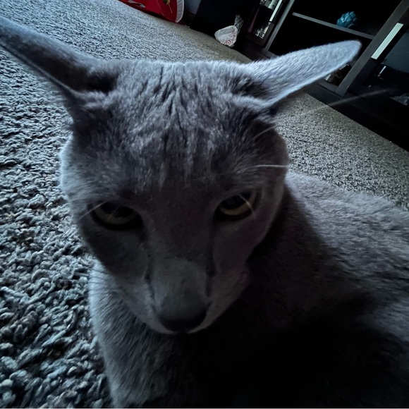 Meet your Posher, Zoe - Picture 1 of 1